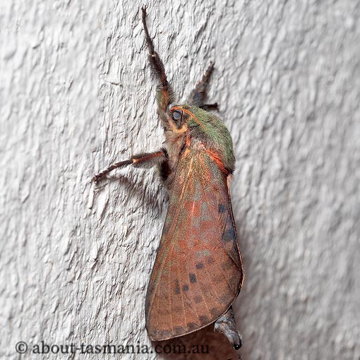 Aenetus ombraloma, Hepialidae, Tasmania, endemic, moth