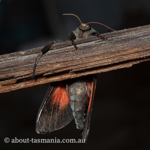 Aenetus ombraloma, Hepialidae, Tasmania, endemic, moth