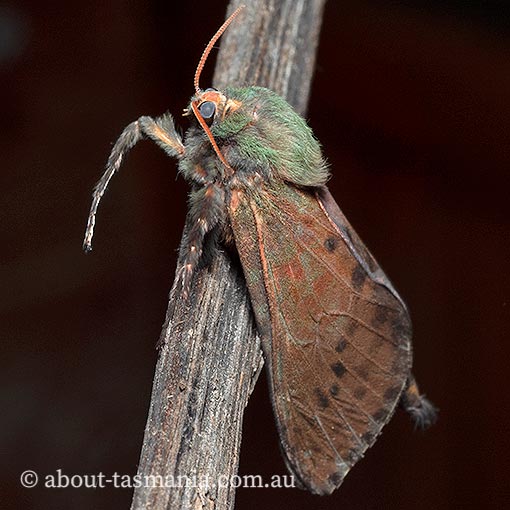 Aenetus ombraloma, Hepialidae, Tasmania, endemic, moth