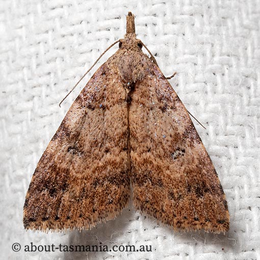 Alapadna pauropis, variable spot-wing, Erebidae, Tasmania, moth