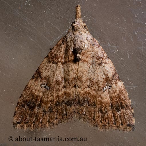 Alapadna pauropis, variable spot-wing, Erebidae, Tasmania, moth