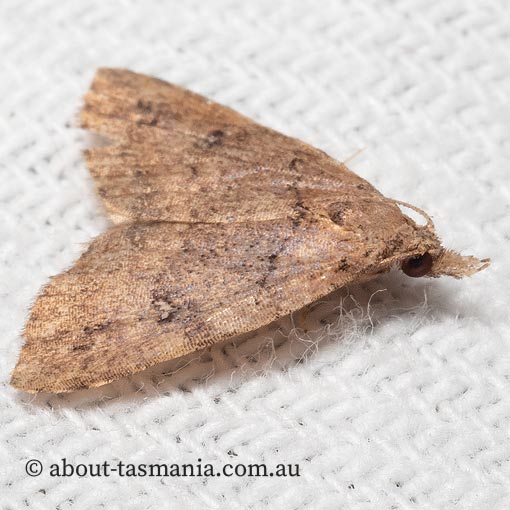 Alapadna pauropis, variable spot-wing, Erebidae, Tasmania, moth