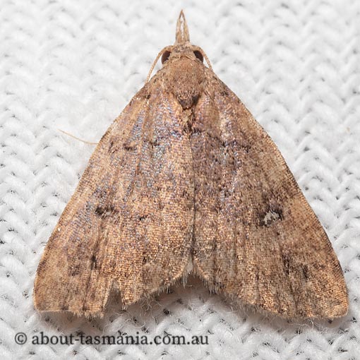 Alapadna pauropis, variable spot-wing, Erebidae, Tasmania, moth