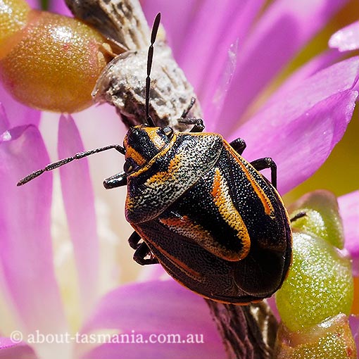 shield bug,  Anaxilaus vesiculosus, Pentatomidae, Tasmania