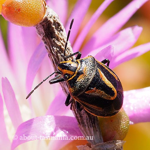 shield bug,  Anaxilaus vesiculosus, Pentatomidae, Tasmania