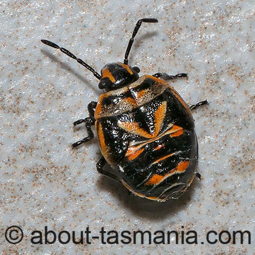 shield bug,  Anaxilaus vesiculosus, Pentatomidae, Tasmania