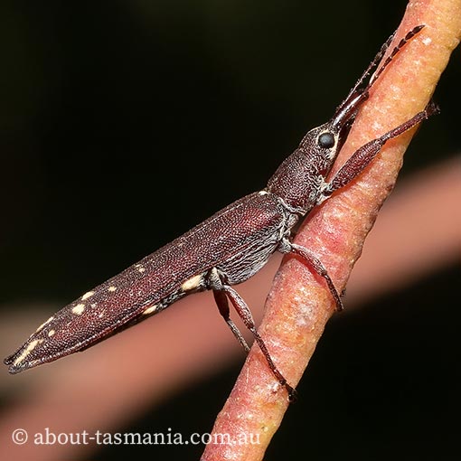 Araiobelus filum, belid weevil, Tasmania