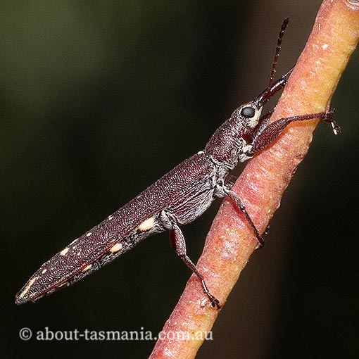 Araiobelus filum, belid weevil, Tasmania