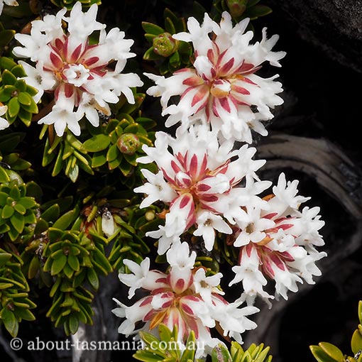 Archeria serpyllifolia, thyme archeria, endemic, Tasmania