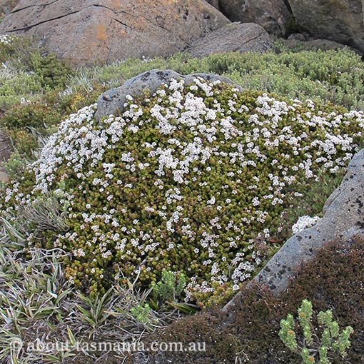 Archeria serpyllifolia, thyme archeria, endemic, Tasmania