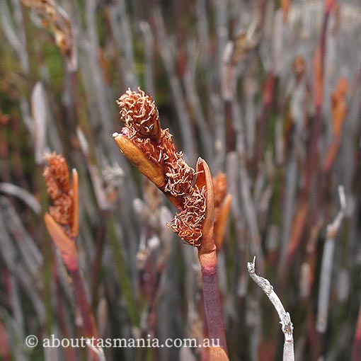 Baloskion australe, southern cordrush, mountain cordrush, Tasmania