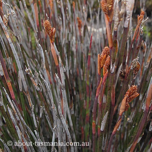 Baloskion australe, southern cordrush, mountain cordrush, Tasmania