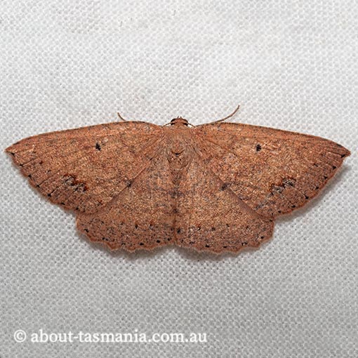 Casbia oenias, red casbia, Geometridae, Tasmania, moth