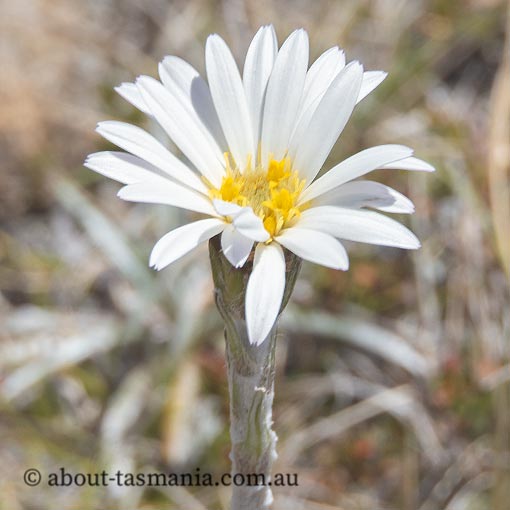 Celmisia saxifraga, Tasmania