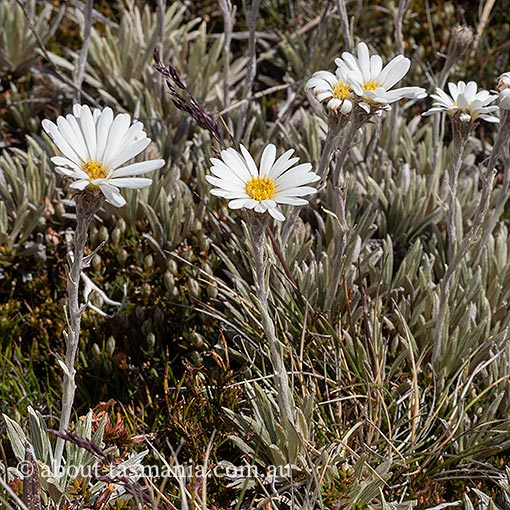 Celmisia saxifraga, Tasmania