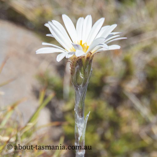 Celmisia saxifraga, Tasmania