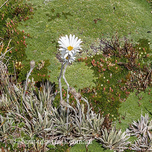 Celmisia saxifraga, Tasmania