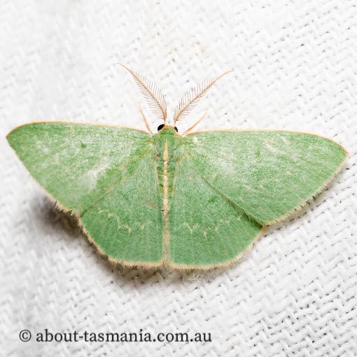 Chlorocoma melocrossa, cream-fringed emerald, Geometridae, Tasmania, moth