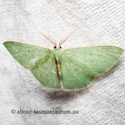 Chlorocoma melocrossa, cream-fringed emerald, Geometridae, Tasmania, moth