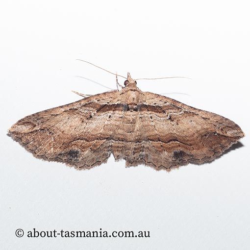 Chrysolarentia leucophanes, pale-tipped carpet, Geometridae, Tasmanian moth