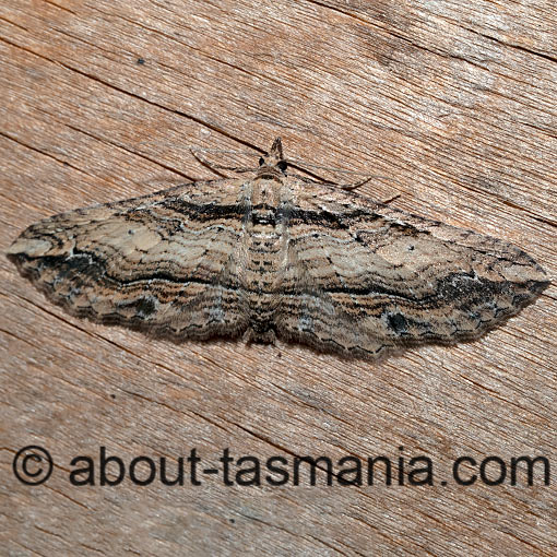 Chrysolarentia leucophanes, pale-tipped carpet, Geometridae, Tasmanian moth