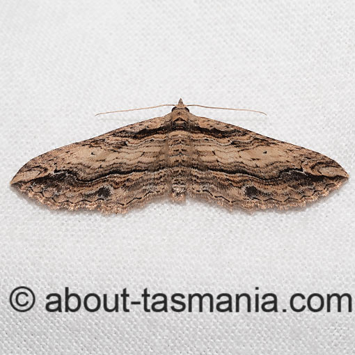 Chrysolarentia leucophanes, pale-tipped carpet, Geometridae, Tasmanian moth