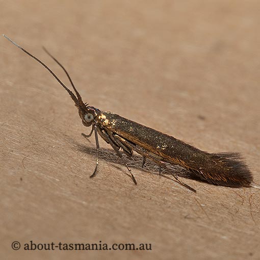 Coleophora alcyonipennella, clover case-bearer moth, Coleophoridae, Tasmania