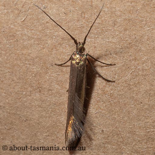 Coleophora alcyonipennella, clover case-bearer moth, Coleophoridae, Tasmania