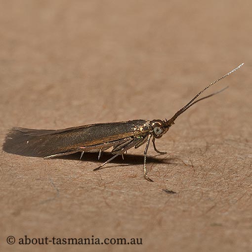 Coleophora alcyonipennella, clover case-bearer moth, Coleophoridae, Tasmania