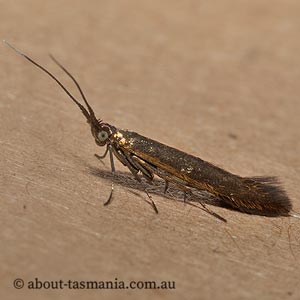 Coleophora alcyonipennella