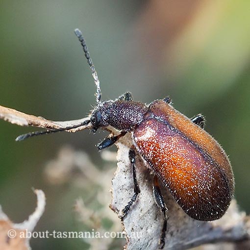 Ecnolagria-rufescens Ecnolagria rufescens, honey-brown beetle, Tenebrionidae, Tasmania