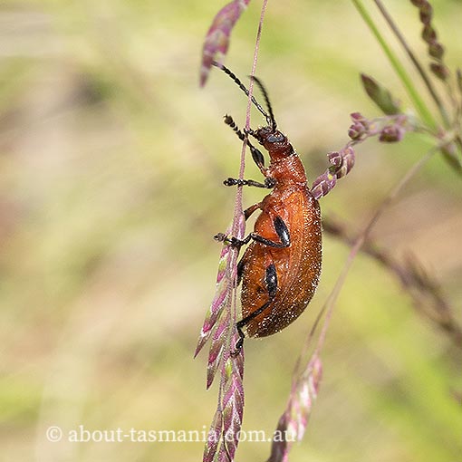 Ecnolagria-rufescens2 Ecnolagria rufescens, honey-brown beetle, Tenebrionidae, Tasmania