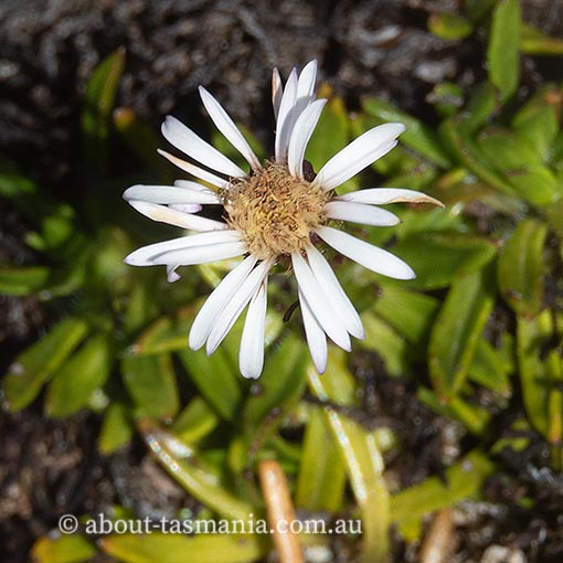 Erigeron stellatus, Tasmania