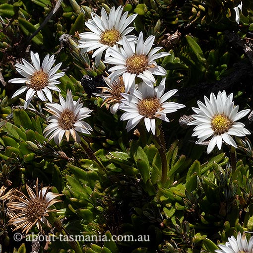 Erigeron stellatus, Tasmania