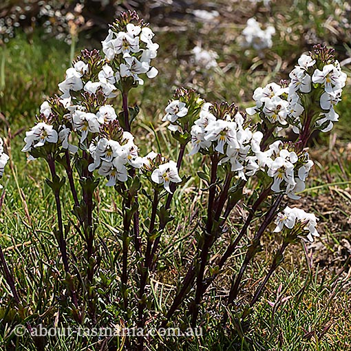 Euphrasia striata, striate eyebright, Tasmania