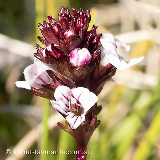 Euphrasia striata, striate eyebright, Tasmania