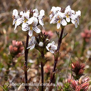 Euphrasia striata