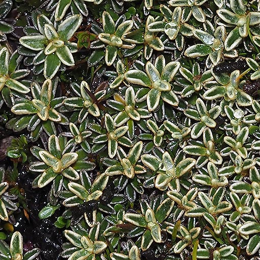 Ewartia meredithiae, Tasmania