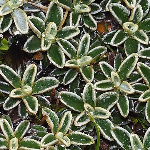 Ewartia meredithiae, Tasmania