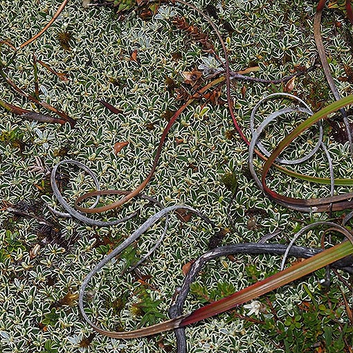 Ewartia meredithiae, Tasmania