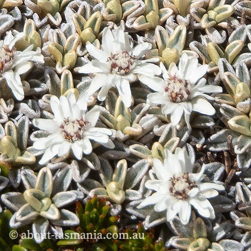 Ewartia meredithiae, Tasmania