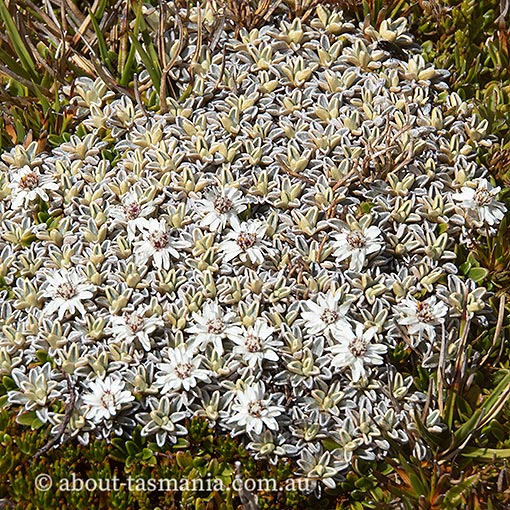 Ewartia meredithiae, Tasmania