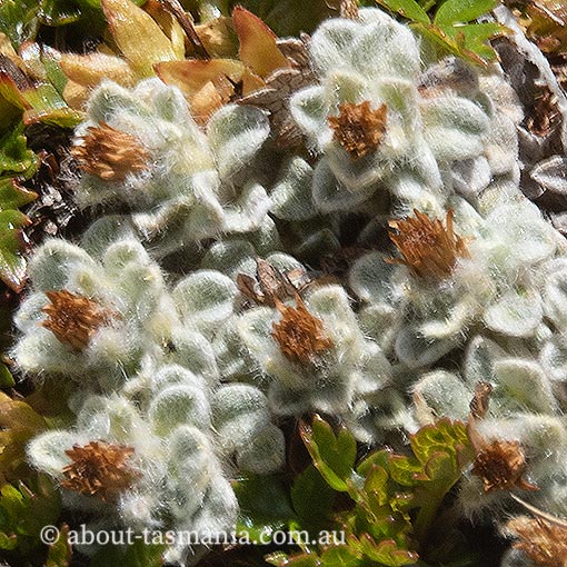 Ewartia planchonii, Tasmania