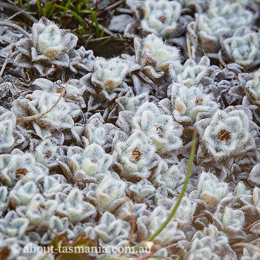 Ewartia planchonii, Tasmania