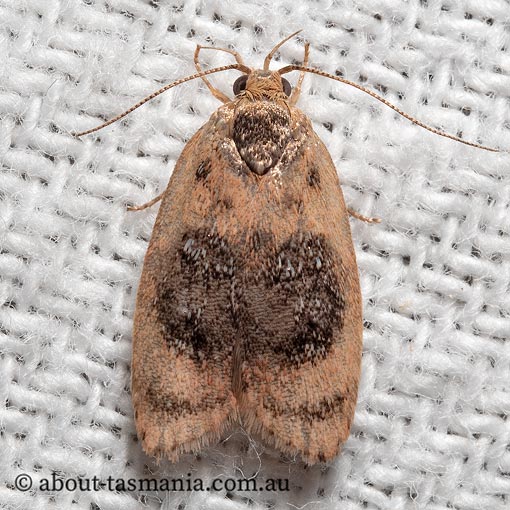Garrha ocellifera, Wingia Group, Oecophoridae, Tasmania, moth