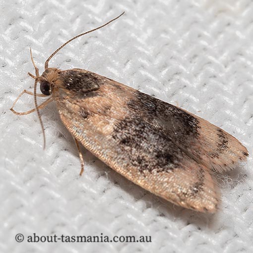 Garrha ocellifera, Wingia Group, Oecophoridae, Tasmania, moth