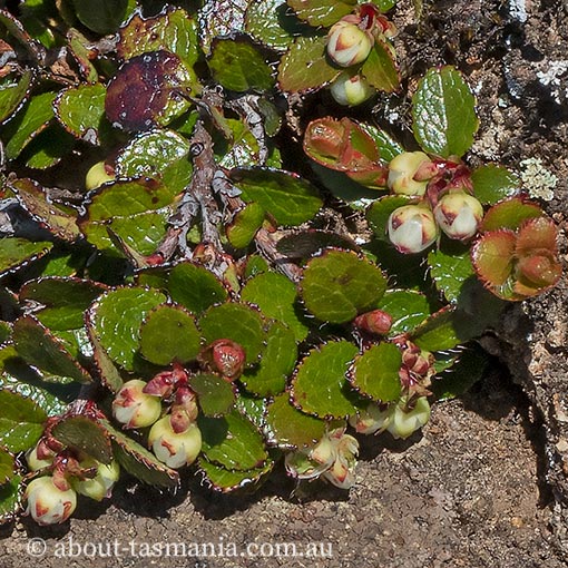 Gaultheria depressa, Tasmania