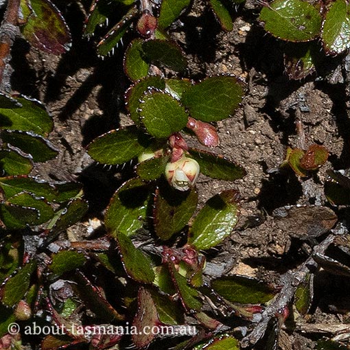 Gaultheria depressa, Tasmania