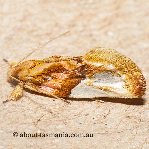 Habroscopa iriodes, Wingia Group, Oecophoridae, Tasmania, moth