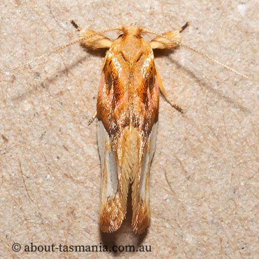 Habroscopa iriodes, Wingia Group, Oecophoridae, Tasmania, moth